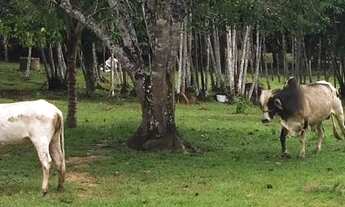 Imagem 2: Venda de uma belíssima e ampla fazenda/ Por 450mil à vista