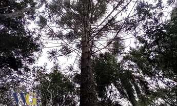 Imagem 7: Chácara para Venda em Balsa Nova, Bugre, 2 dormitórios, 1 banheiro, 2 vagas
