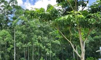 Imagem 2: Lindo Terreno (Duplo) Tamboré 11 em Alphaville - Natureza Plena