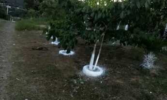 Imagem 5: Vende linda chácara em Acuruí