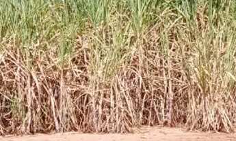 Imagem: FAZENDA COM 200 ALQUEIRES PAULISTA, EM DIRCE