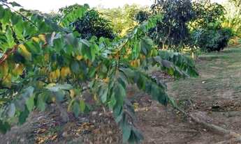 Imagem 6: Sítio, Região de Porto Feliz SP