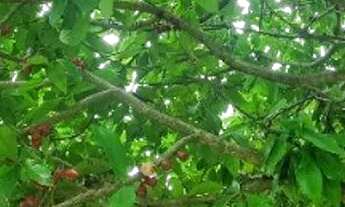 Imagem 3: Sitio de 1 quarto e 1 suite na Ilha de Guaratiba, Rio de Janeiro-RJ: Natureza, conforto e