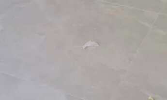 Imagem 6: SOBRADO - VILA ELDÍZIA - SP