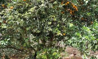 Imagem 5: Escolha sua terra na beira do Rio Dourados em Hidrolândia - oportunidade de ouro