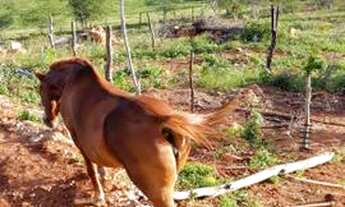 Imagem 5: Granja em ilha no açude de Boqueirão