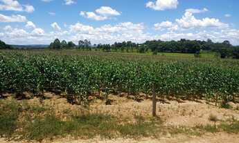 Imagem 3: Fazenda para venda com 25,5 alqueires Corumbá de Goiás- Go