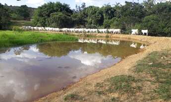 Imagem 7: Fazenda à venda, 900000 m² - 6km São Roque de Minas - Minas Gerais - por R$ 2.500.000
