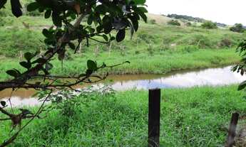 Imagem 10: Roça de Cacau / Sítio em Laje - Bahia