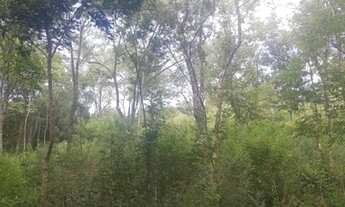 Imagem: Sítio para Venda em Taquara, Fazenda Fialho