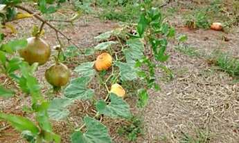 Imagem 5: Casa em Condomínio Fechado - Recanto dos Nobres