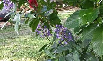 Imagem 3: SÍTIO PLANO, COM CASA, PROXIMO À VIA DUTRA LORENA SP