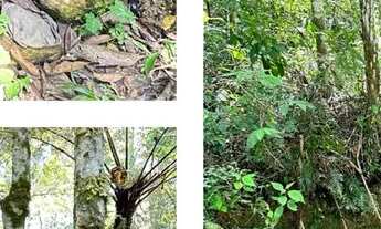 Imagem: Terreno para chácara