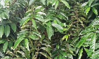 Imagem: Venda-se está chácara de 5.000 mil m²