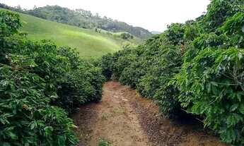 Imagem 7: Fazenda de Café no Sul do Espírito Santo - Grande oportunidade