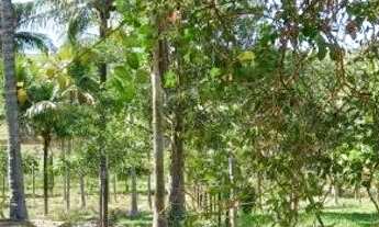 Imagem 4: Alugo Sítio valor a combinar