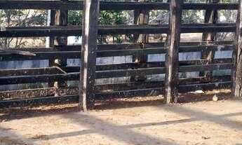 Imagem 6: Linda fazenda de 100t com uma belíssima casa a 28 km de Feita