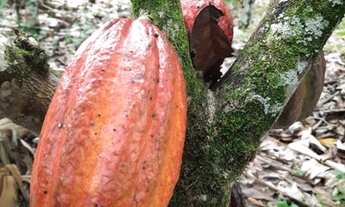 Imagem 16: Roça de Cacau / Sítio em Laje - Bahia