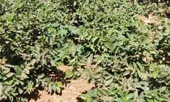 Imagem: Lote/Terreno para venda possui 300 metros