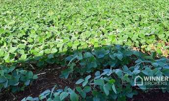 Imagem 3: Área à venda, 580800 m² por R$ 3.500 por Saca de Soja - Zona Rural - São Pedro do Iguaçu/P