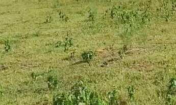 Imagem 4: Sítio à Venda em Entre Rios BA mais de 100.000 m² planos a 2km do Centro, Ideal para Lote