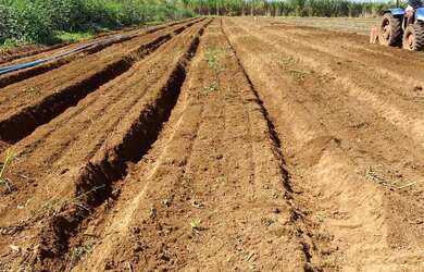 Imagem 7: Chácara 2 hectares DF 220