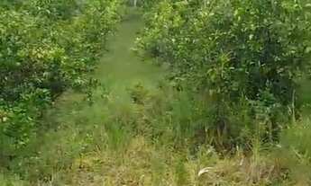 Imagem 2: Sítio em Altamira conde