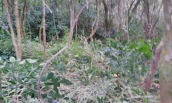 Imagem 4: Chacara Caminho do Vinho, Colônia Murici - São José dos Pinhais - PR