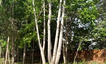 Imagem: Fazenda Real- Excelente terreno