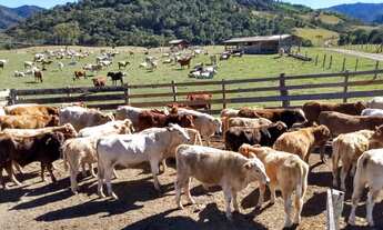 Imagem: Fazenda/Sítio/Chácara para venda com metros