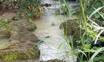 Imagem 7: SÍTIO NA GUIA C/ PISCINA/ PEGO VEÍCULOS