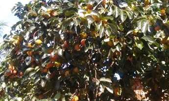 Imagem 7: Vendo Casa em Parapuã, com terreno de 675 m²