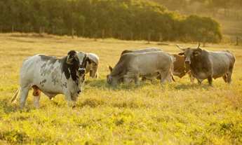 Imagem: 14,81 alqueires em Nova Luzintania