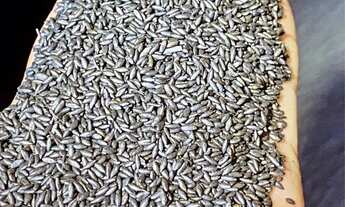 Imagem 4: SEMENTES PARA PASTAGENS faça seu orçamento