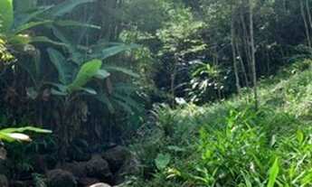 Imagem: Sítio para Venda em Imaruí, Canguiri