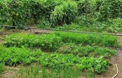 Imagem 4: Fazenda com à venda, 60000 m² por R$ 1.490.000