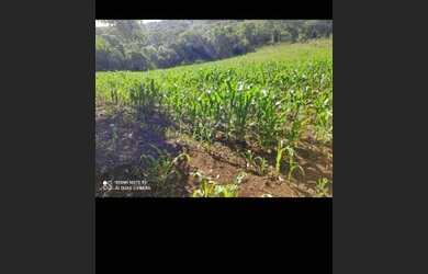 Imagem 6: Sítio 5 alqueires em pitanga