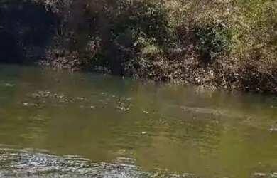 Imagem 5: Chácara à venda Zona Rural - Mairipotaba/GO