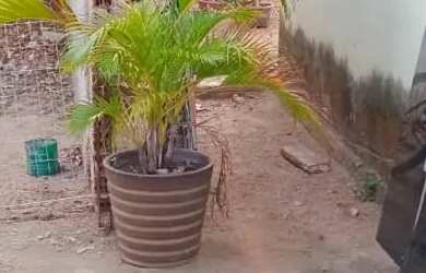 Imagem 3: CASA com LOTE GRANDE no Jardim Paulista com 2 quartos, aréa total 466,05 m²