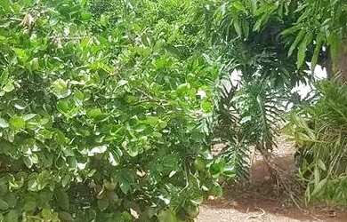 Imagem 7: Casa em Rua João Carlos da Cunha Canto - Jardim Primavera - Mogi Mirim/SP