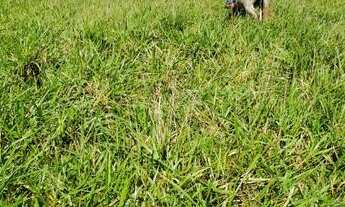 Imagem 4: Fazenda Pecuária Pronta