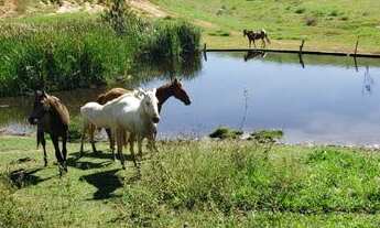 Imagem 3: Fazenda Pecuária Pronta