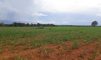 Imagem 5: Fazenda de 316 alqueires em Porangatu go