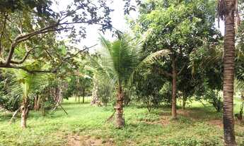 Imagem: Chácara meio alqueire,pomar antigo, mina