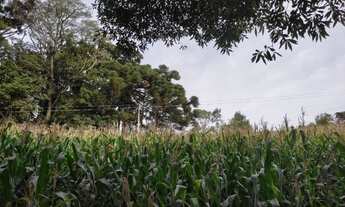 Imagem 3: Sítio / Chácara para Venda em Picada Café, Morro Hansen