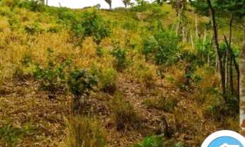 Imagem 2: Bananeiras - Sítios de 1 a 11 hectares