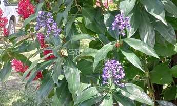 Imagem 5: SÍTIO PLANO, COM CASA, PROXIMO À VIA DUTRA LORENA SP