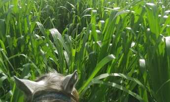 Imagem 4: FAZENDA 103 ALQ EM COLINAS DO SUL - GO