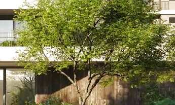 Imagem 2: Poema Plaenge - Pré-lançamento - Sem comissão