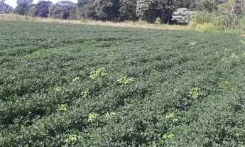 Imagem 2: Sitio em batatais 18 alqueires 6.000.000.00 ( v